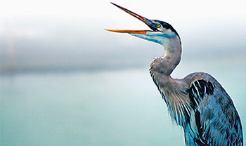 Birds of the Cuyahoga River